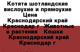 Котята шотландские, вислоухие и прямоухие. › Цена ­ 3 000 - Краснодарский край, Краснодар г. Животные и растения » Кошки   . Краснодарский край,Краснодар г.